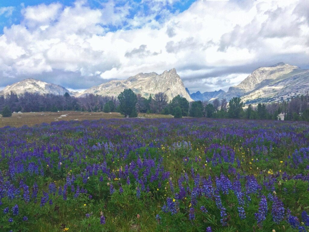 11.October CRaig Hall WInds and Lupine IMG 2469 2048x1536 1