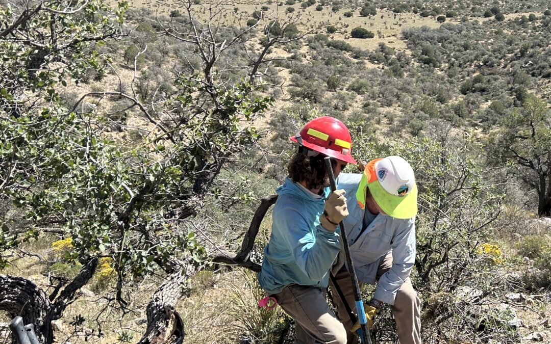 2026 Burros with Gila Backcountry Horsemen
