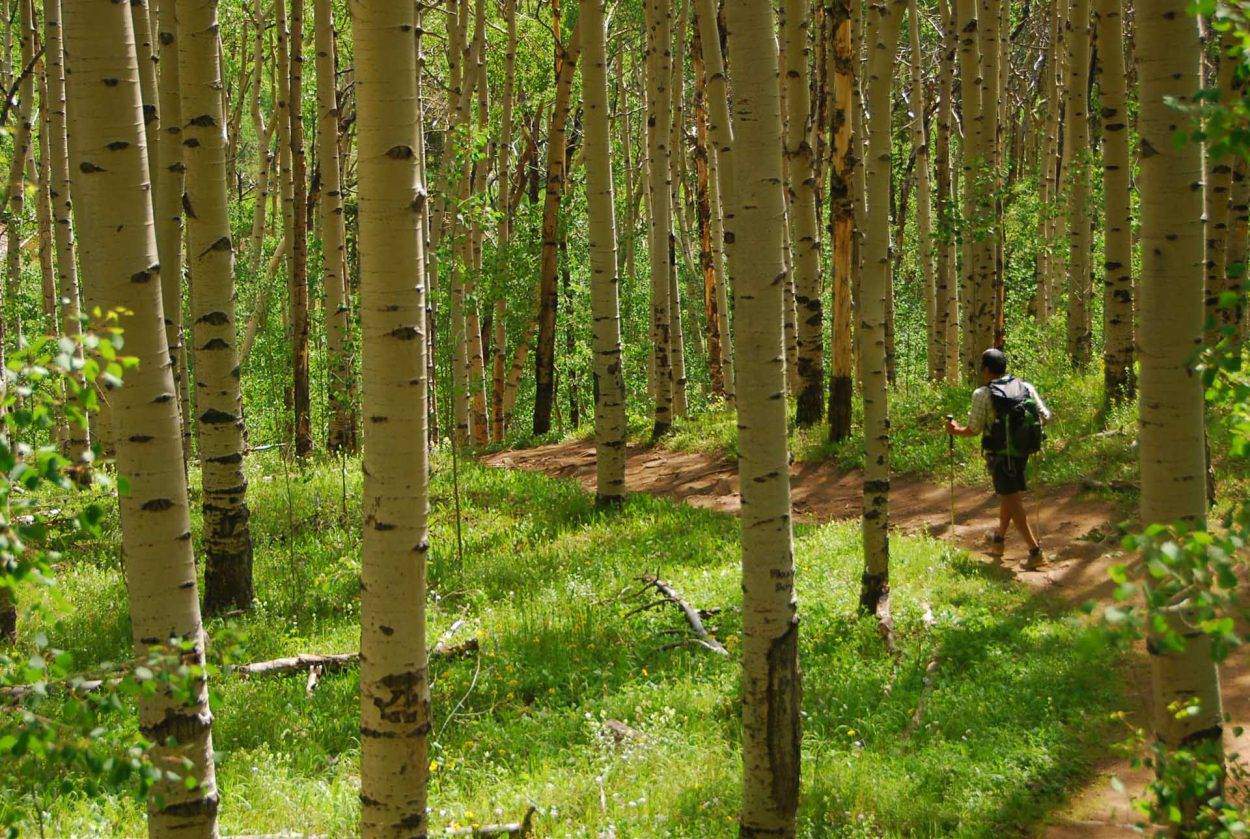 Co Ryan Choi.colorado Trail 1250x839