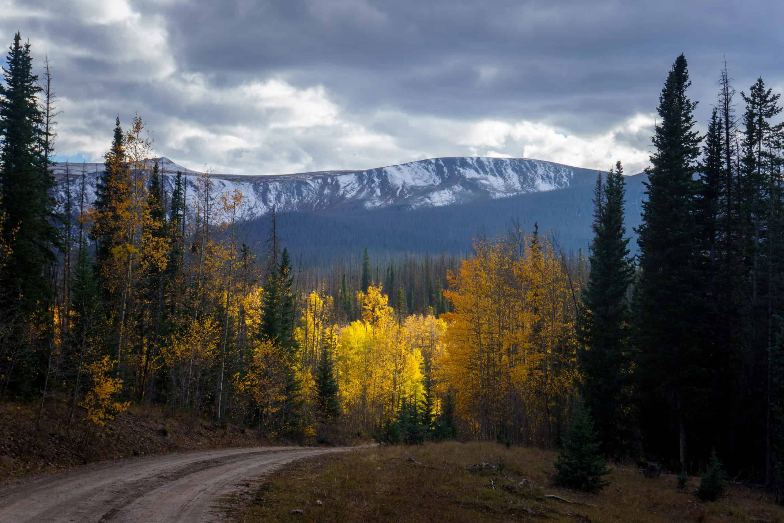 One Sunbeam On Golden Aspen During A Storm