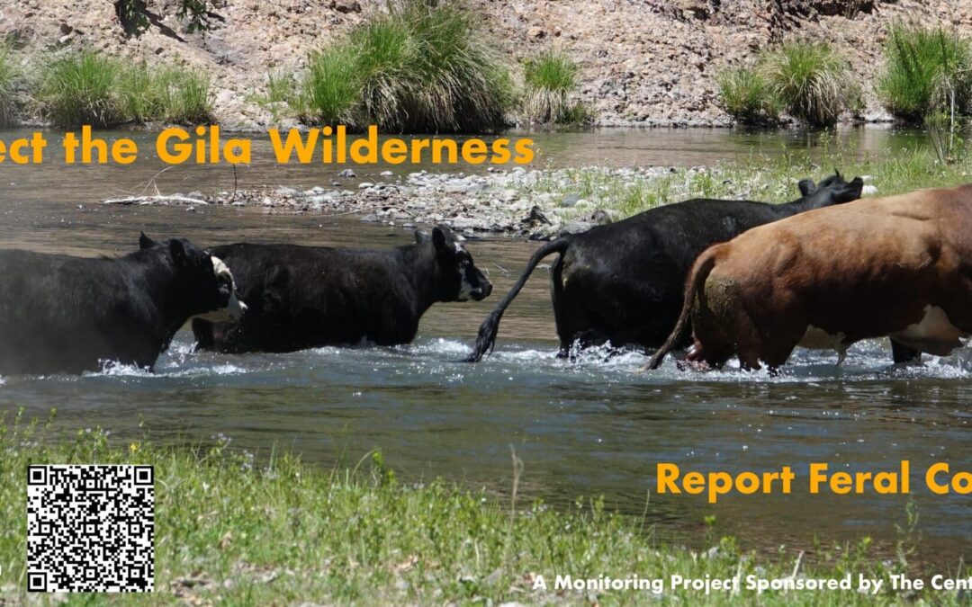 Report Feral Cow Sightings in the Gila