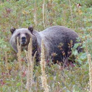 Bear Country Backpacking Basics