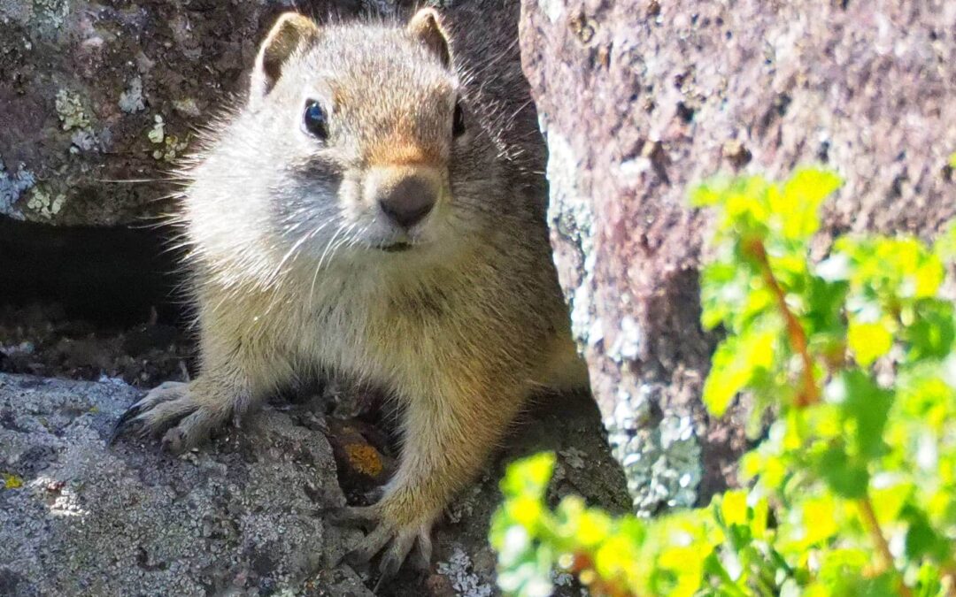 Secrets to Spotting Wildlife in Yellowstone