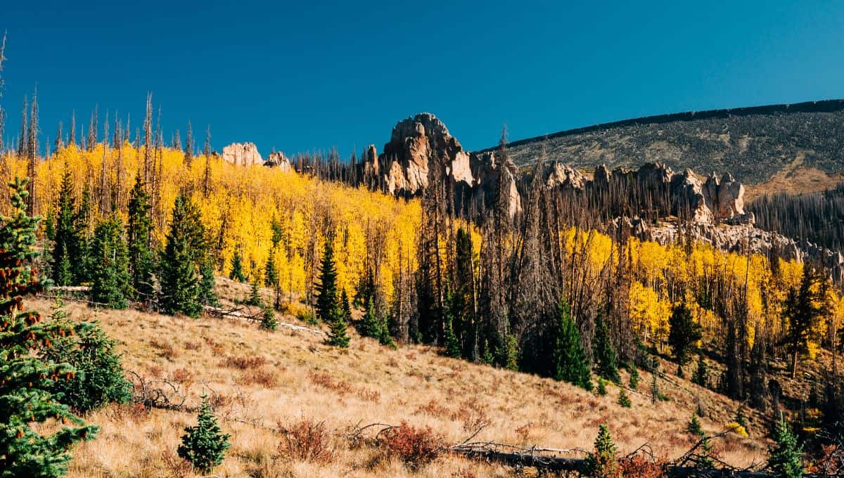 Rocky spires rising above golden aspens and evergreens in the La Garita Wilderness, San Juan Mountains, Colorado