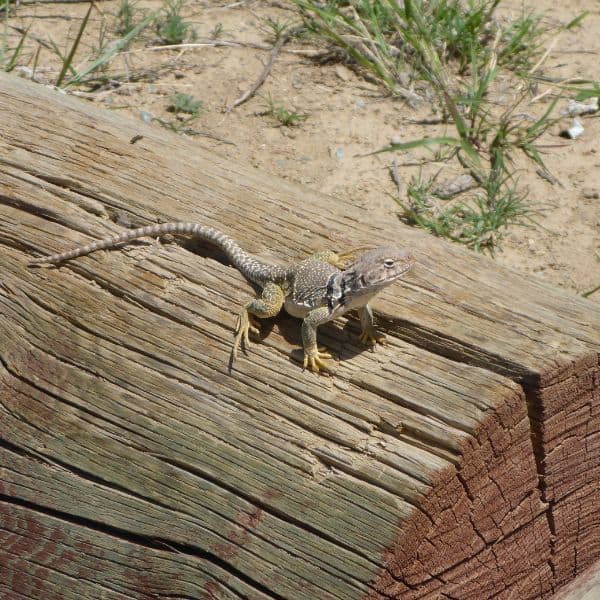 A lizard in the New Mexico desert