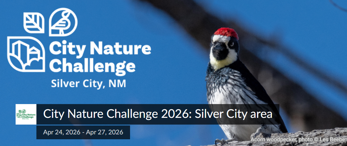 Screenshot 2026 03 31 135529