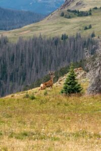 Wolf Creek Pass Robert Walker