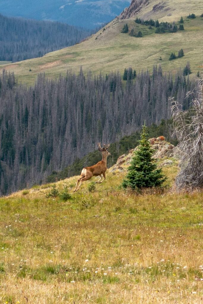 Wolf Creek Pass Robert Walker
