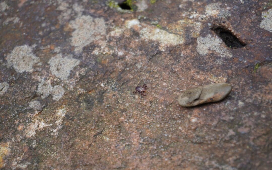 Keeping Ticks at Bay on the Continental Divide