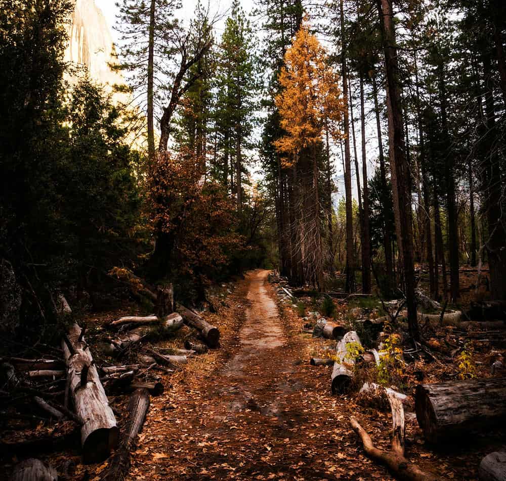 Trail In Fall