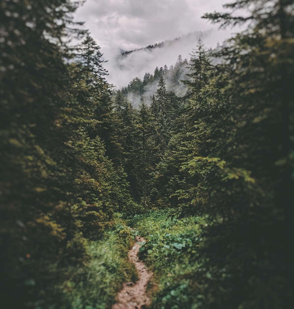 Trail In Woods