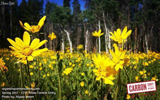 Yellow Flowers Spring Photo Contest